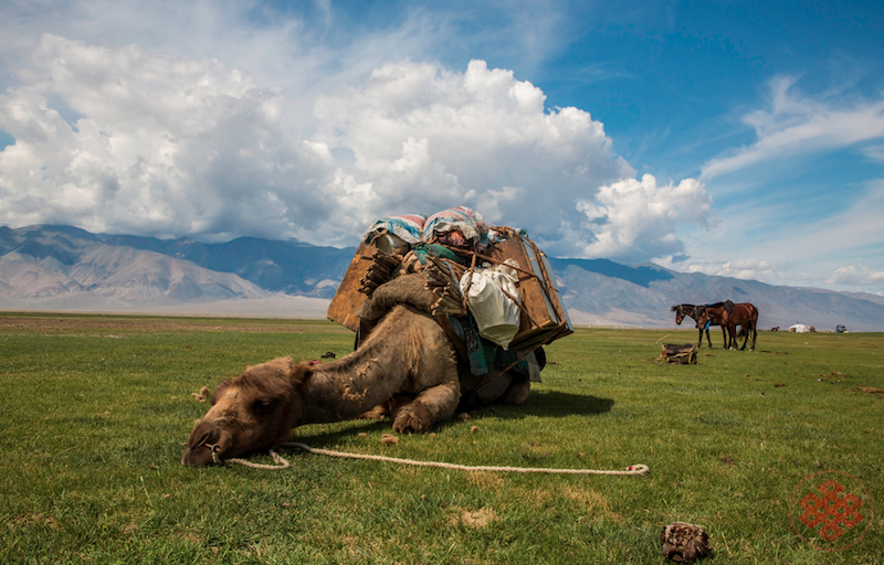 Un cammello si riposa in prato nella zona delle dune di Khongoryn nel deserto del Gobi in Mongolia