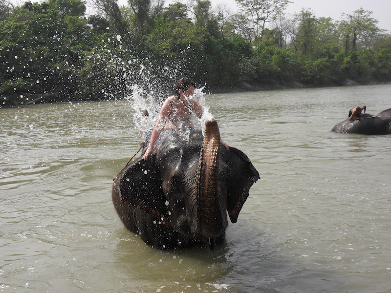 il bagno di fine giornata degli elefanti nel parco nazionale del Chitwan in Nepal