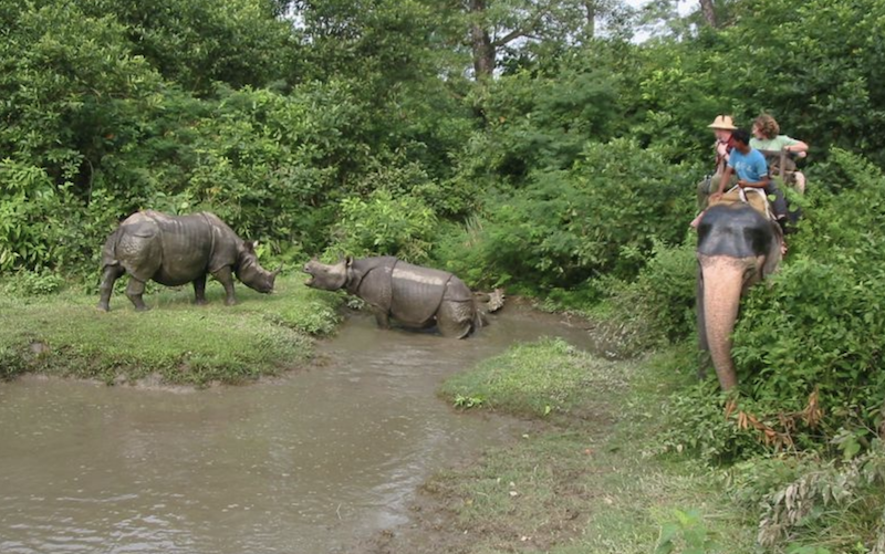 rinoceronti nel parco nazionale del Chitwan antica riserva di caccia dei re del Nepal