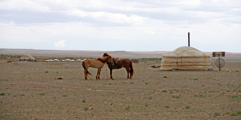 cavalli presso accampamento ger di nomadi della Mongolia