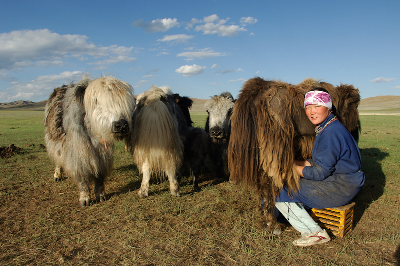Una giovane donna nomade munge uno yak nella steppa della Mongolia