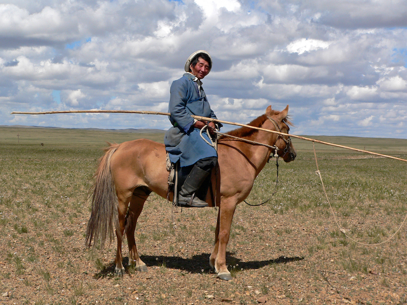 cavaliere della Mongolia che tiene urga per radunare cavalli