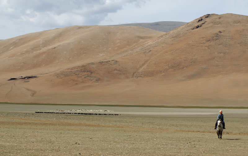 pastore nomade con gregge di capre e pecore in Mongolia del nord