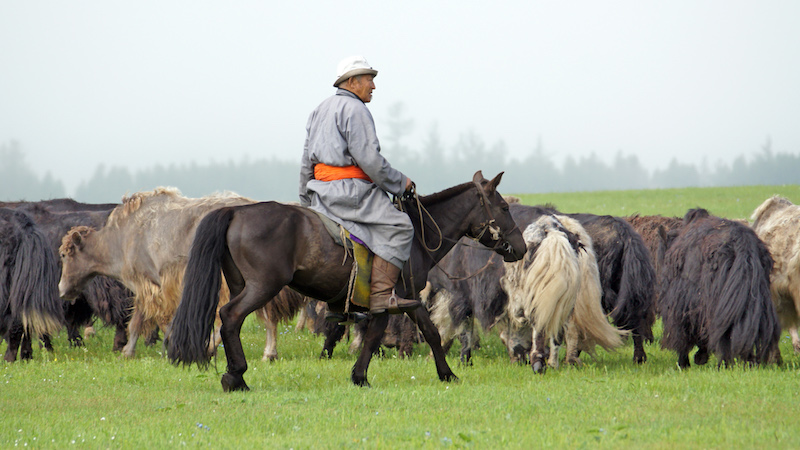 nomade raduna mandria di Yak per la mungitura nelle steppe centrali della Mongolia