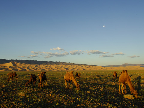 cammelli al pascolo vicino alle dune di Khongoryn - Gobi -Mongolia