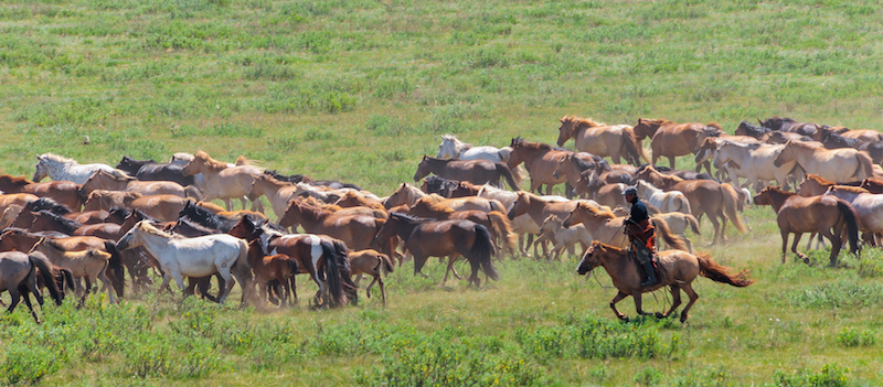 Un pastore  allevatore nomade raduna il suo branco di cavalli nella steppa della Mongolia