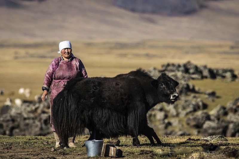 donna nomade che munge yak nella steppa della Mongolia