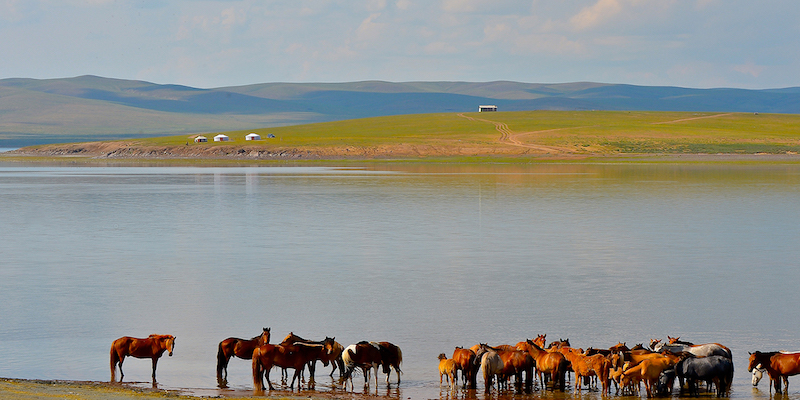 cavalli si abbeverano lungo fiume nel nord della Mongolia