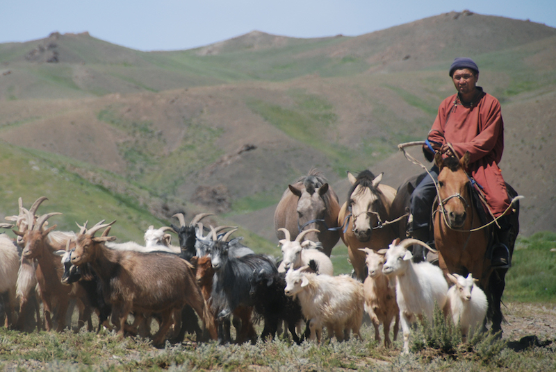 Un pastore nomade della Mongolia raduna le  capre 