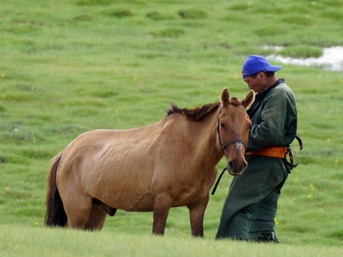 cavaliere nomade della Mongolia in abito tradizionale  sistema la cavezza del suo cavallo