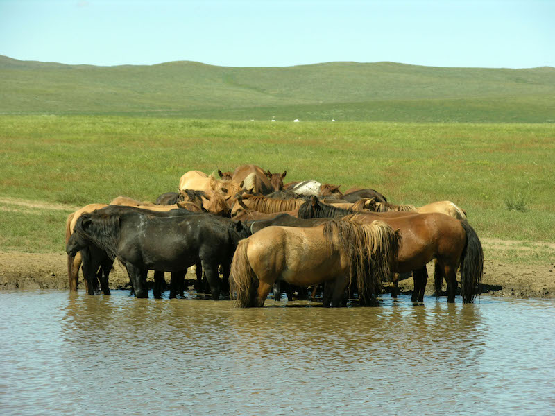 cavalli si abbeverano ad un fiume nella Mongolia centrale