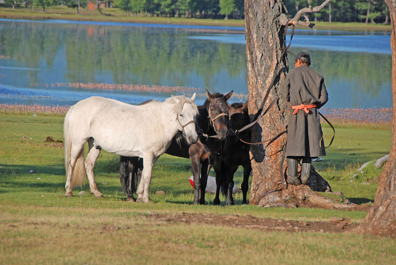 cavaliere nomade lega i suoi cavalli agli alberi vicino al  campo ger turistico Toilogt prima di un'escursione a cavallo nei dintorni del Lago Khovsgol in Mongolia
