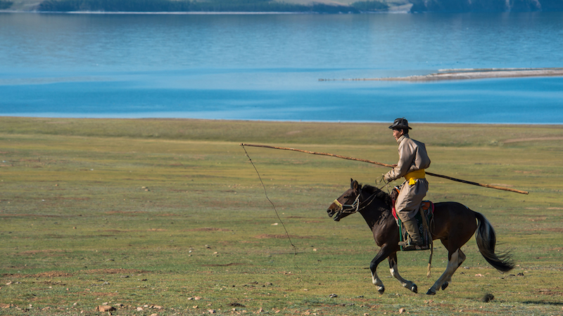 un cavaliere nomade al galoppo raduna i suoi cavalli con l'urga nei pressi del lago Khovsgol in Mongolia