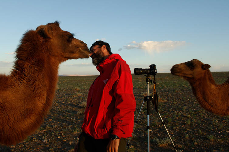 Il Fotografo Nikon Davide Pianezze si diverte con un cammello battriano nel deserto del Gobi in Mongolia