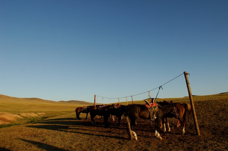 Gruppo di cavalli sellati  nella steppa della Mongolia