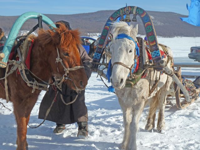 slitte trainate da cavalli alla festa del ghiaccio al lago Khovsgol in Mongolia
